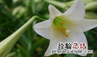 百合花有毒吗?可以放在卧室吗视频 百合花有毒吗?可以放在卧室吗?