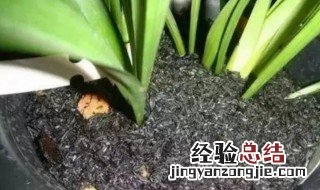 花盆有虫子如何处理 75%的酒精直接可以喷花杀虫