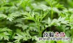 艾草过了五月还能用吗 艾草过了五月还能用吗有毒吗