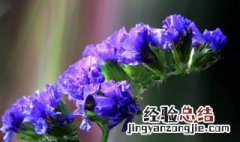 勿忘我干花有什么用处 勿忘我干花能保存多久