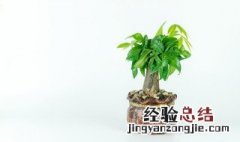 发财树如何种植养护 发财树如何种植