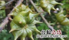 八角的种植方法和条件 八角的种植条件及技术