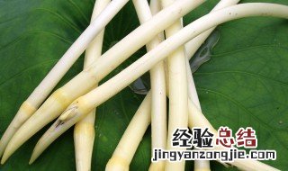 藕带和藕有什么区别呢 藕带和藕有什么区别