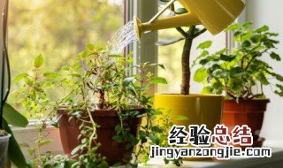 抗辐射植物什么办公室适合抗辐射植物 抗辐射植物有什么