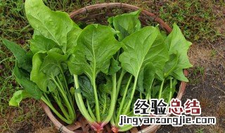 菠菜种子夏天种植教程 菠菜种子怎么播种几天出芽