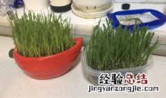 猫草盆栽种植方法 猫草盆栽种植方法图解