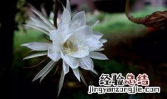 昙花开代表什么预兆 为什么说昙花一开百鬼齐来