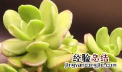 宝珠多肉植物图片 宝珠多肉的养殖方法