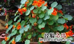 旱莲花怎么种植视频 旱莲花怎么种