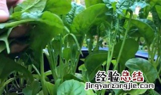 菠菜种子冬天种植方法 菠菜冬天种植技术