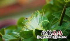 发财树开花是什么预兆 发财树开花是什么预兆呢