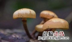 种植蘑菇菇方法 具体播种的技巧有什么