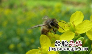 梦见蜜蜂是什么预兆 女性 梦见蜜蜂是什么预兆