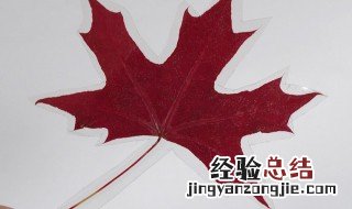 枫树叶书签怎么做 枫树叶书签制作方法