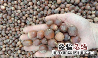 橡树种子怎么种出来的 橡树种子怎么种
