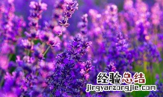 赏花发朋友圈美句 赏花发朋友圈微信句子