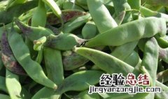 东北油豆角几月份种植及方法 东北油豆角怎么种植