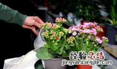 夏季养长寿花注意事项 夏季养长寿花需要注意什么