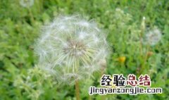 蒲公英什么意思 蒲公英寓意是什么