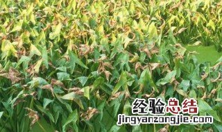 茨菇怎么种 茨菇怎么种植