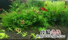 黑木蕨怎么种 黑木蕨怎么种植方法