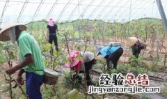 葡萄除草最新方法是什么 葡萄除草最新方法