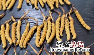 冬虫夏草是否需要放冰箱 冬虫夏草需要放冰箱吗