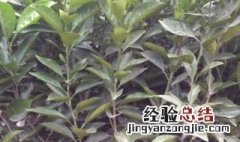 桔子树如何种植 桔子树种植什么方法最好