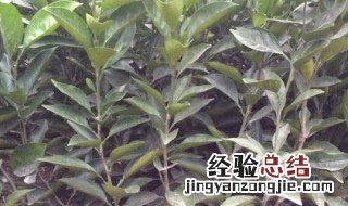 桔子树如何种植 桔子树种植什么方法最好