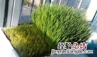 猫咪小麦草的种植方法 小麦草猫草