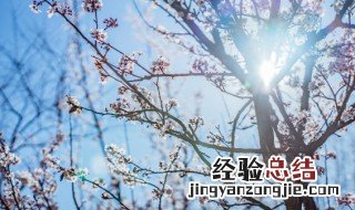 武汉市花为何为梅花? 武汉市花是什么