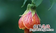 灯笼花的养法 灯笼花养法?