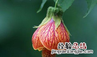 灯笼花的养法 灯笼花养法?