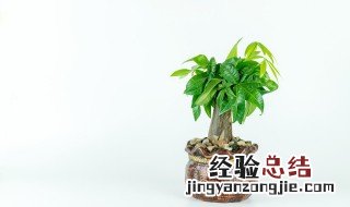植物有听觉与情感吗 植物有听觉吗?