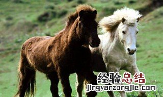 喂小马驹方法 喂小马驹方法简述