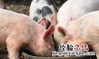 制作猪饲料方法 猪的精饲料的制作方法分享
