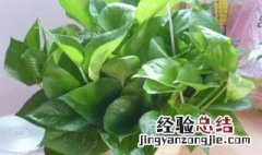 吸附甲醛的植物有什么 吸附甲醛的植物有什么