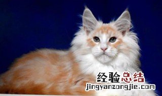 缅因猫寿命有多长,缅因猫好养吗 缅因猫好养吗