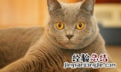 美国短毛猫的特点 美国短毛猫的特点有哪些