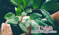 观叶植物的特征和分类 观叶植物介绍