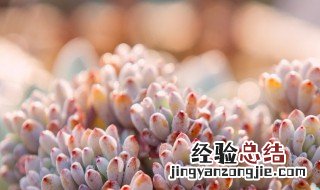 多肉寄生虫怎么处理 多肉招虫一招除尽