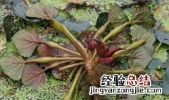 菱角种植方法和技术 菱角种植方法和技术要点