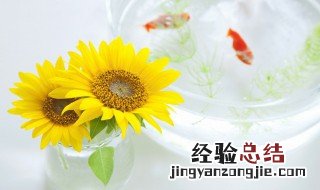 葵花怎么种 小向日葵花怎么种