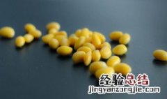 黄豆怎么种小盆栽视频 黄豆怎么种小盆栽