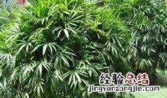 棕竹有什么风水作用 棕竹对家居环境的影响