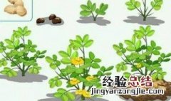 花生的生长过程是什么样的 花生的生长过程及作用