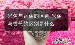 米蕉与香蕉的区别 米蕉与香蕉的区别是什么