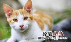 怎样选家猫 如何选择家猫