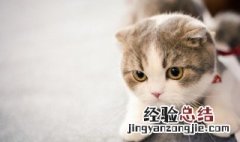 狸花猫为什么千万不能养 狸花猫为什么不值钱