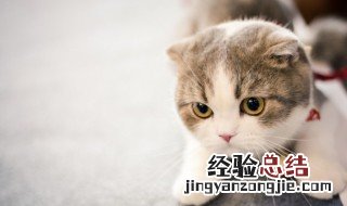 狸花猫为什么千万不能养 狸花猫为什么不值钱